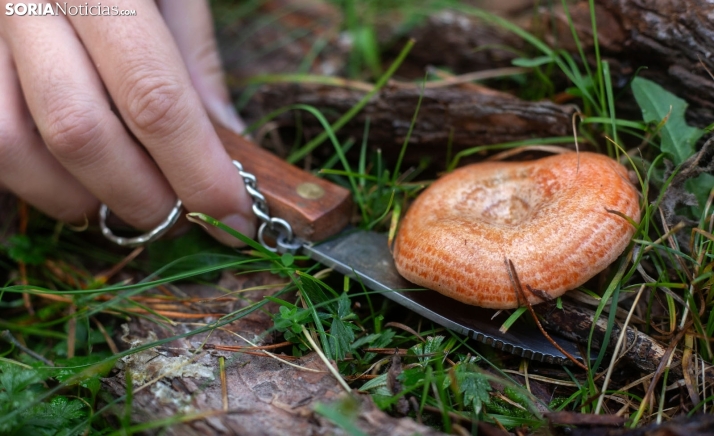 Así quedan las condiciones para recoger setas en Covaleda