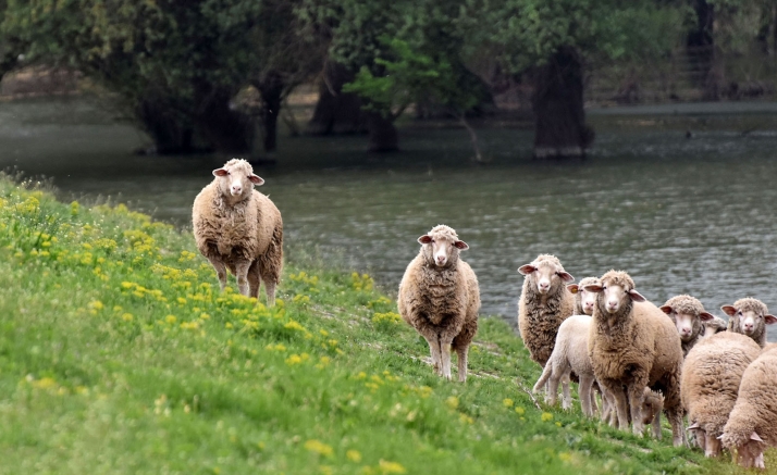 Castilla y León recibe 143 solicitudes de ganaderos para acogerse al Plan de Balsas