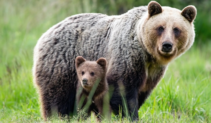 ¿Cómo pueden cohabitar el oso pardo y las actividades rurales?