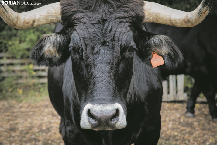 La XXV Ruta Carreteril, en apoyo a que se declare BIC a la Suerte de Pinos