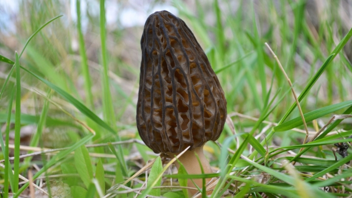 Setas en Castilla y León | Buenas producciones en varias provincias para este puente