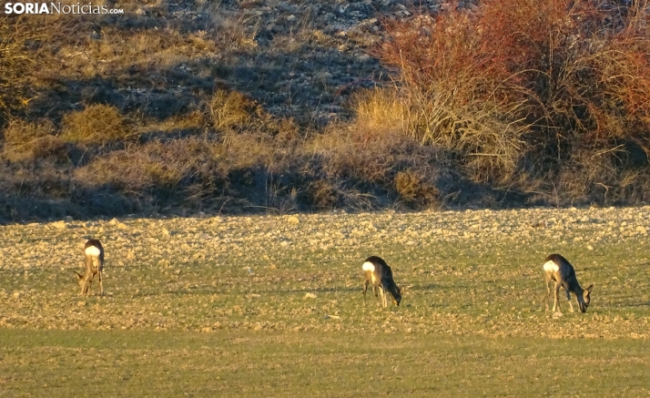 Dos personas, investigadas por remitir, vía Correos, cabezas de corzos cazados ilegalmente en Soria