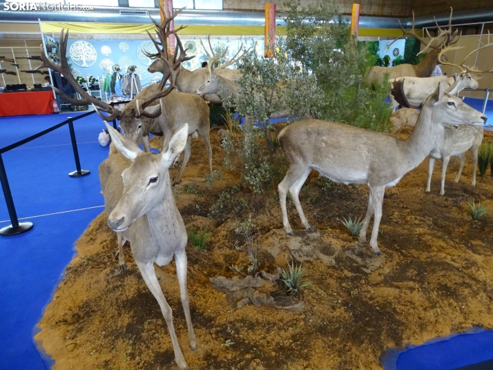 Programa y todos los detalles de la XX Feria Venalmazán de 2024