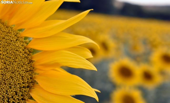 ASAJA Soria aplaude la reducción de módulos fiscales para el campo, pero reclama que falta el girasol