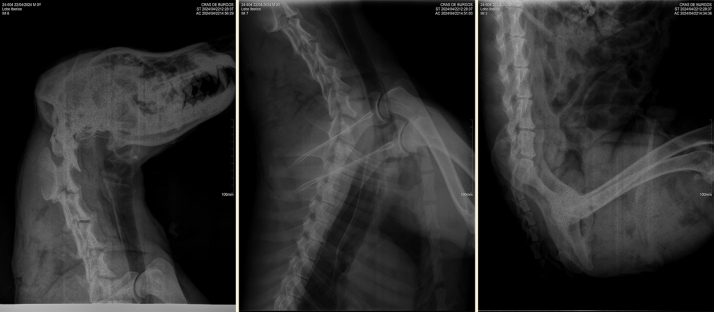Descartado el disparo como causa de la muerte del lobo recogido el domingo en Cervera de Pisuerga