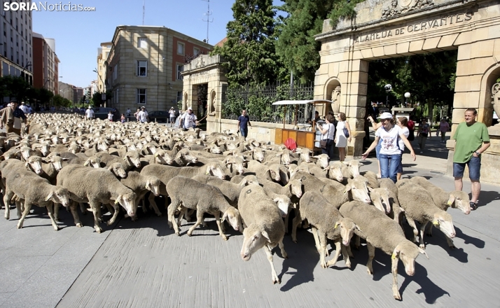 La Junta licita la obra de renaturalización de la Cañada Real Soriana Occidental a su paso por Soria
