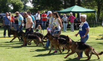 Los pastores alemanes más obedientes del país competirán en Soria: Fechas, horas y lugar