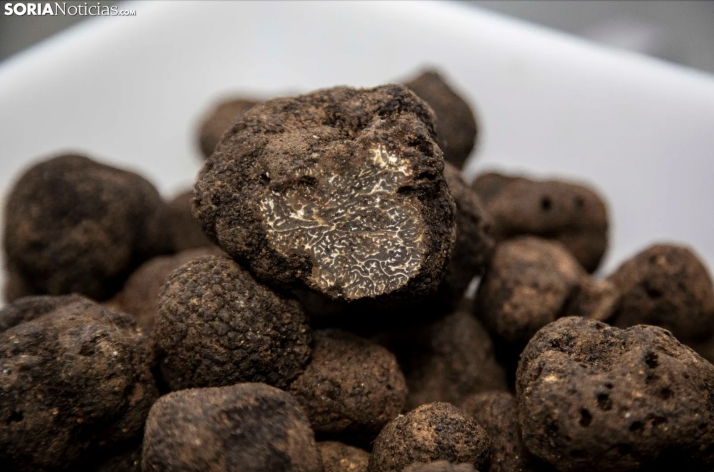 La Diputación de Soria se reunirá con la asociación de truficultores para avanzar con la marca de garantía