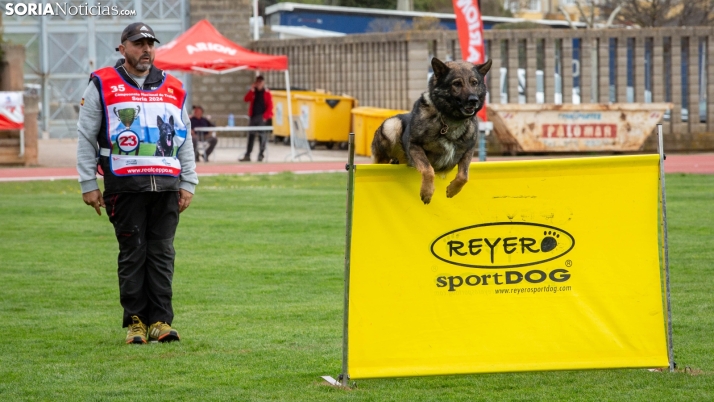 Fotos: Los mejores pastores alemanes de España demuestran sus habilidades en Soria