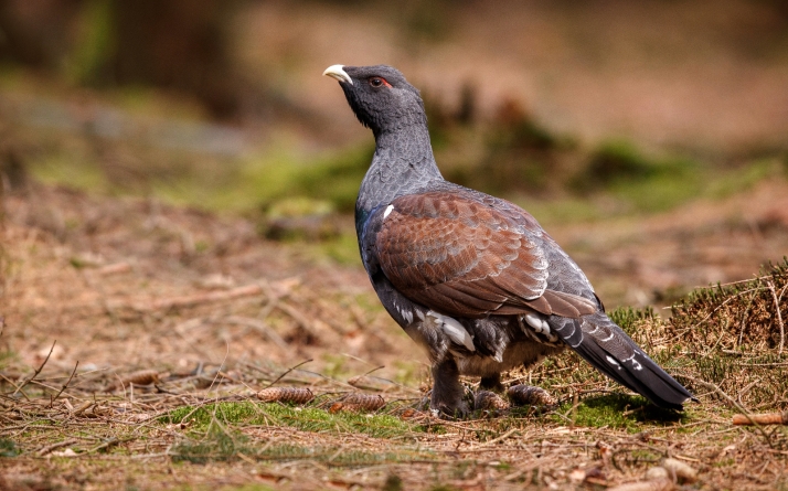Castilla y León invertirá más de 2 M€ para restaurar y mejorar los hábitats del urogallo