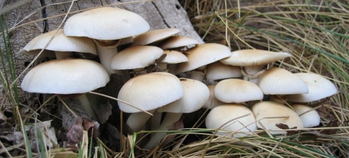 Buenas noticias para los amantes de las setas: la temporada de primavera se espera buena y amplia