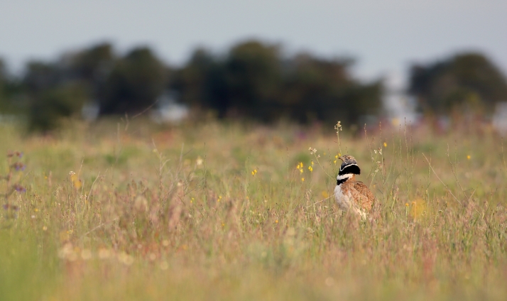 Castilla y León contará con un observatorio de aves esteparias 