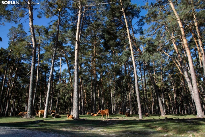 Las lluvias podrían dar un respiro a Soria este mediodía