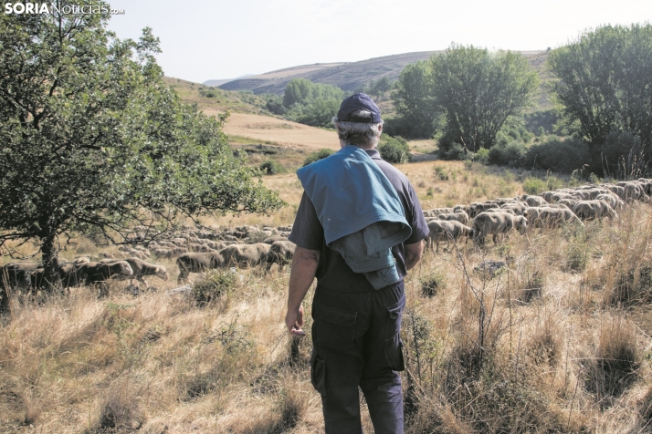 La Trashumancia | Luces y sombras