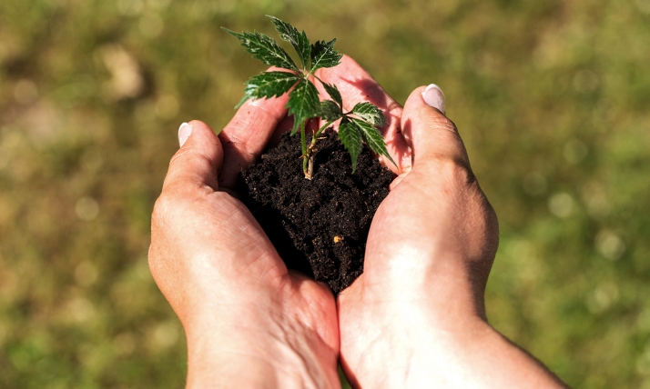 Castilla y León invertirá 1,8 M€ para el servicio de producción de planta, conservación y mejora genética forestal