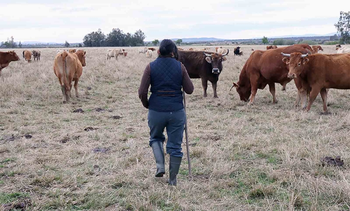 Todos los detalles del nuevo protocolo a seguir ante la Enfermedad Hemorrágica Epizoótica