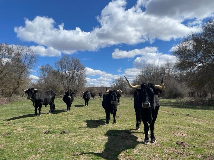 La vaca serrana negra volverá a ser la protagonista en Valencia
