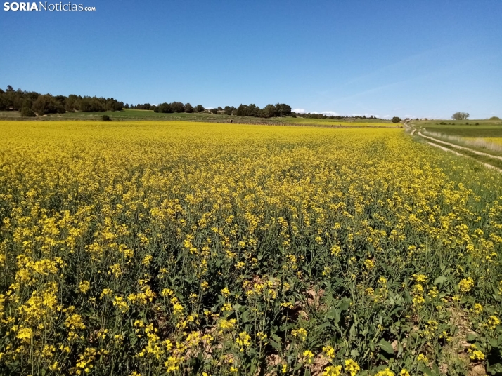 Castilla y León, anfitriona a través del Itacyl de unas jornadas sobre cultivos extensivos de invierno
