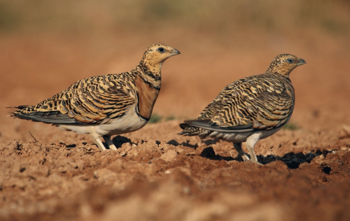Cihuela y Deza, referentes en Castilla y León por sus aves esteparias