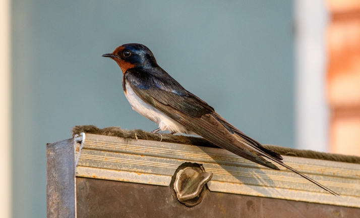 Un estudio de ASDEN denuncia la mala situación de los vencejos en Soria capital 