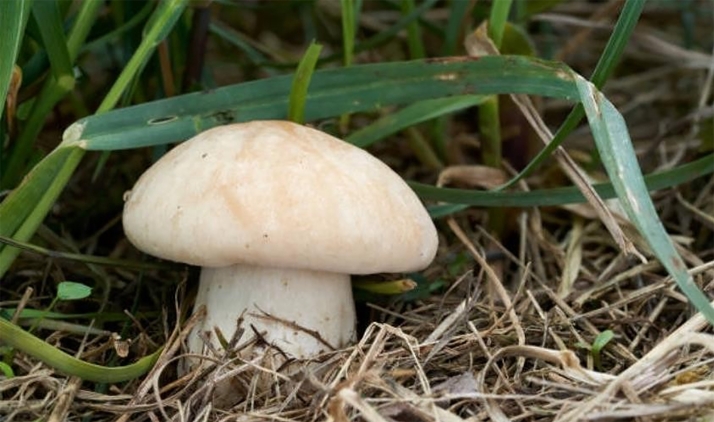 SETAS EN CASTILLA Y LEÓN | Repuntan los lansarones y abundan las senderillas en Soria