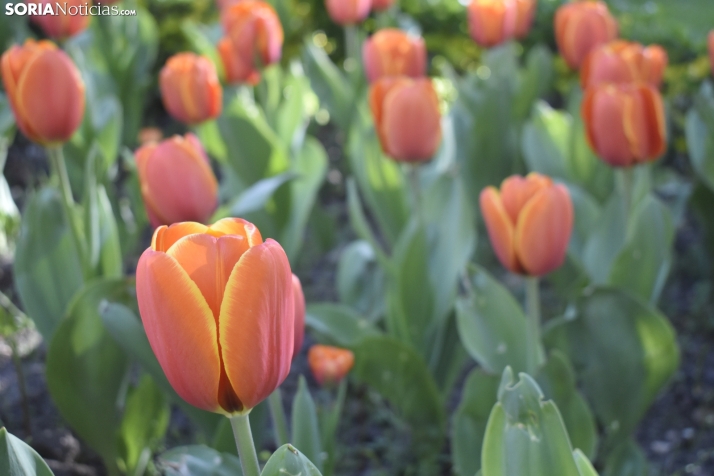 La estabilidad y el sol irán, poco a poco, ganando terreno en Soria