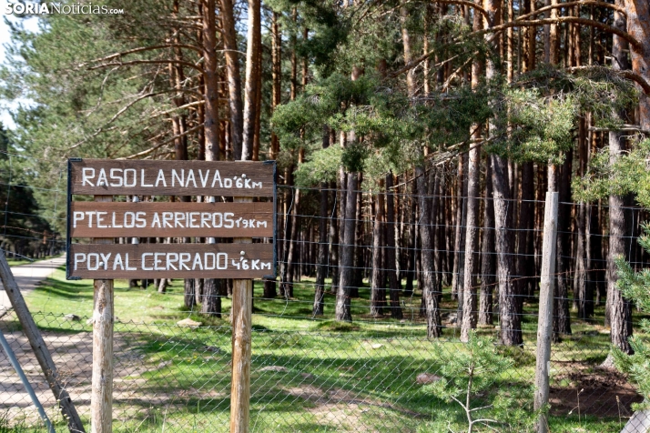 Covaleda comienza las obras para disponer de un itinerario accesible y pionero en Pinares