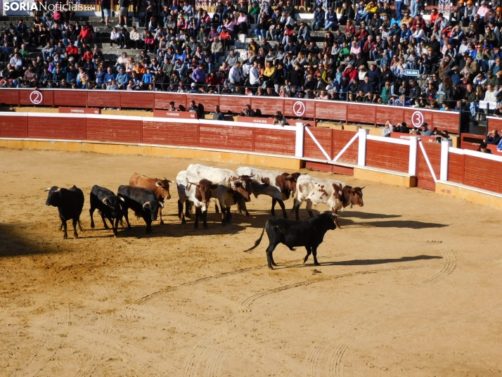 FOTOS Y CRÓNICA | El ‘Desencajonamiento’ se vive con máxima expectación en ‘El Coso de San Benito’