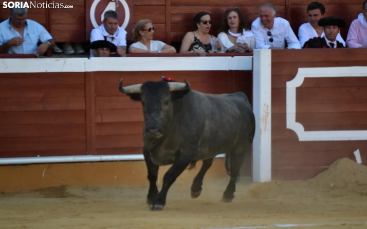 Covocado el XXXVI Trofeo Celtiberia para premiar al mejor toro de San Juan 2024