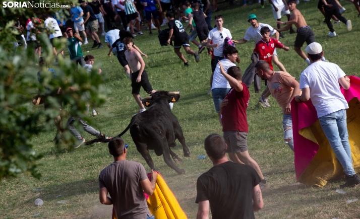 Uno de los novillos durante La Compra 2024. /María Ferrer