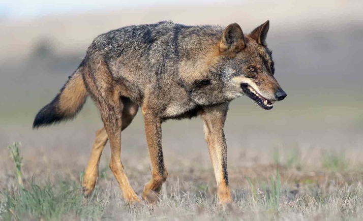 Un estudio de la UVa y del CSIC propone considerar las poblaciones de depredadores como el lobo para frenar el crecimiento de ungulados silvestres en Castilla y León