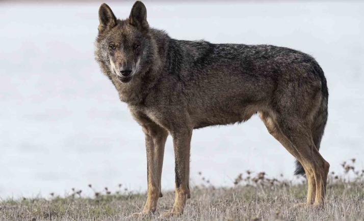 Castilla y León respondió en marzo la solicitud de información ambiental sobre mortalidad de lobo presentada por Ascel