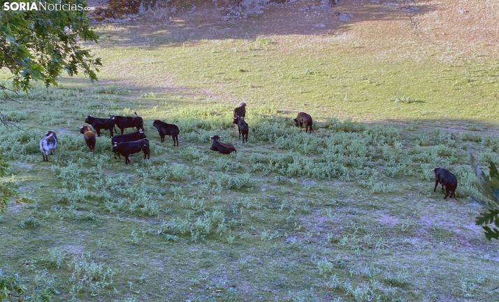 Uno de los novillos de Valonsadero será sustituido antes de La Compra
