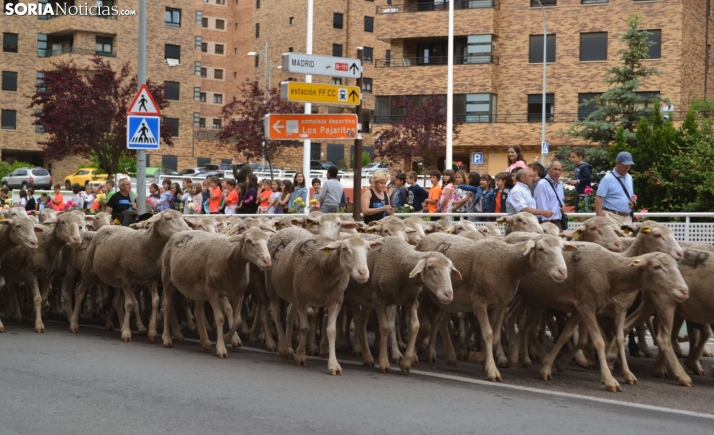 El jueves volverán las merinas a Soria
