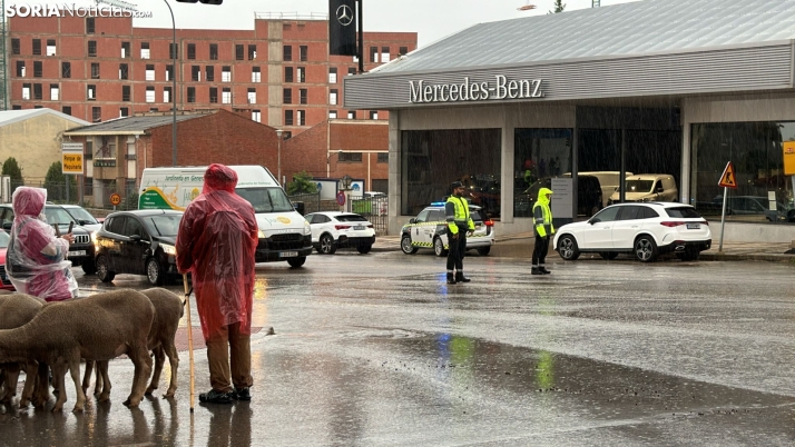 Problemas en el arranque de la jornada trashumante en Soria