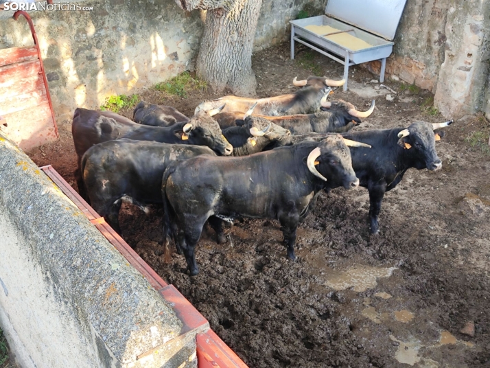 7+5, en un solo intento, y los novillos de San Juan 2024 listos para La Saca