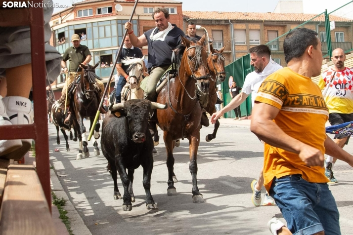 La Saca finaliza con 11 novillos entrando en los corrales de la plaza de Toros