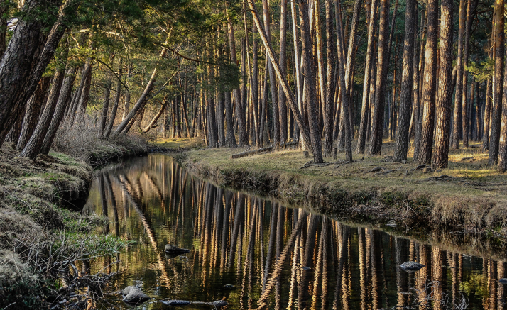 Asfoso lidera Reconecta para recuperar la gestión de terrenos forestales abandonados