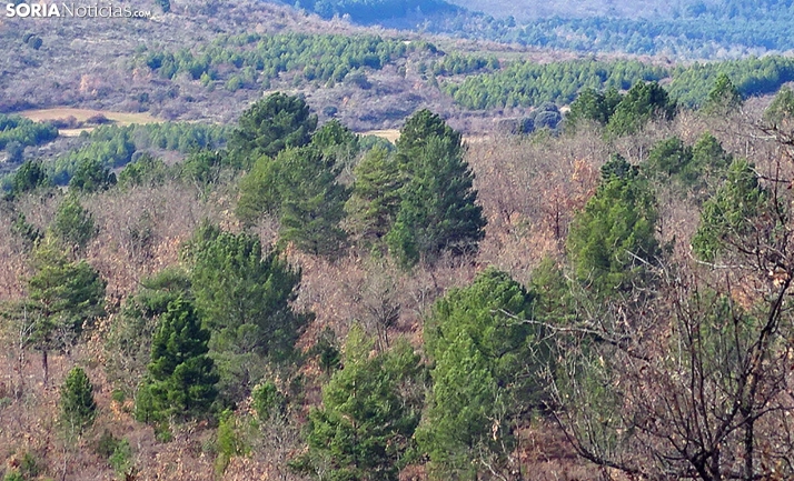 Asfoso presentará en Teruel su proyecto sobre la gestión sostenible de montes en estado de abandono