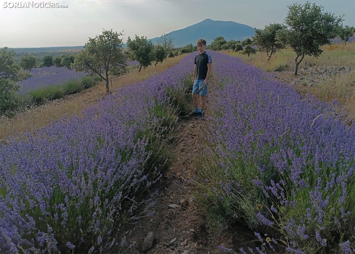 La lavanda en San Felices, en todo su esplendor