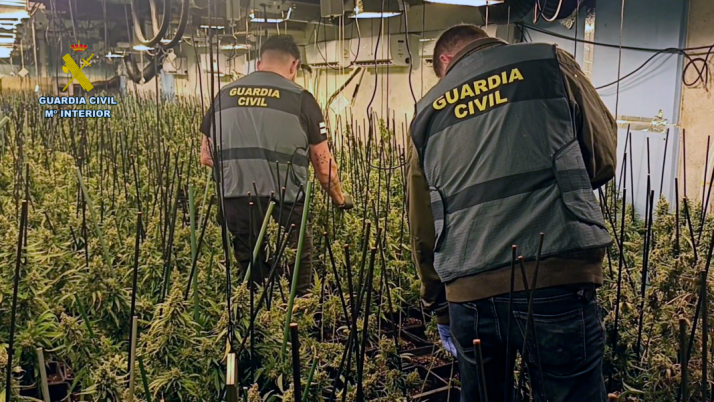 Desmantelada  la mayor plantación de marihuana de Castilla y León 