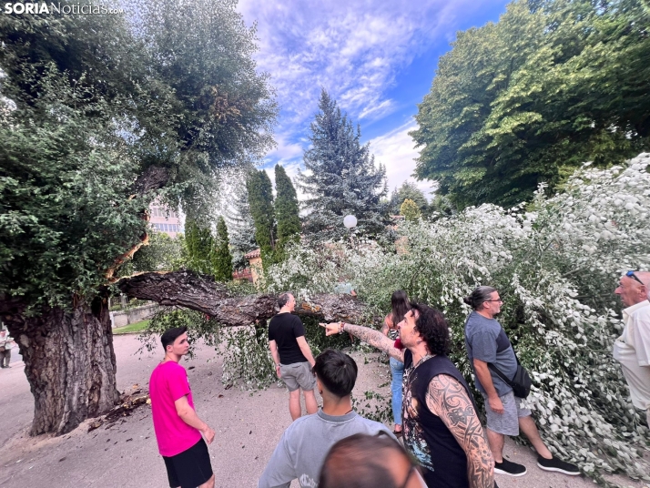 Tremendo susto en la Dehesa tras la rotura de la rama de un árbol en medio del parque