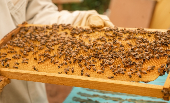 Una empresa del sector apícola se asienta en las naves nido de Valcorba