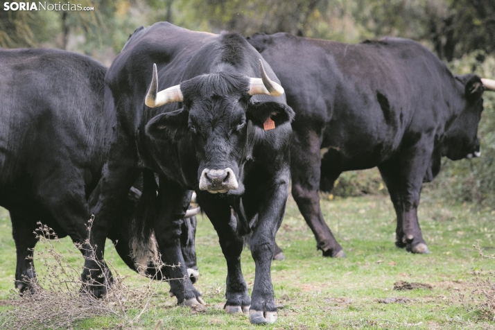 La Diputación de Soria aprobará ayudas de hasta 45.000 euros para el mantenimiento y expansión de la producción de la raza Serrana Negra