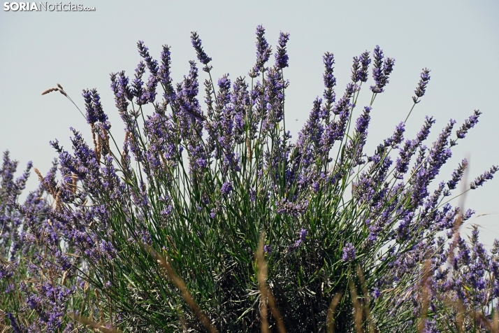 Soria camina hacia los días más calurosos del año