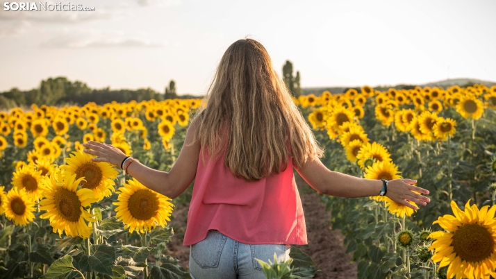 En imágenes: Los girasoles llenan de colorido los campos sorianos