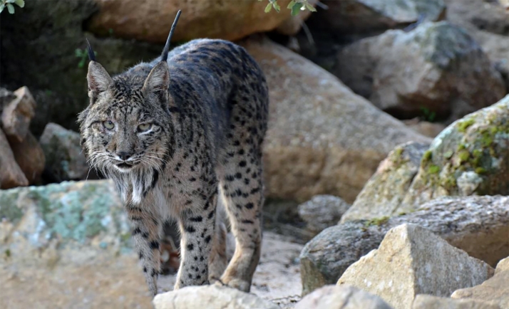 Castilla y León avanza en el proyecto de reintroducción del lince con la mejora de hábitats y una inversión de casi 2 M€ hasta 2026