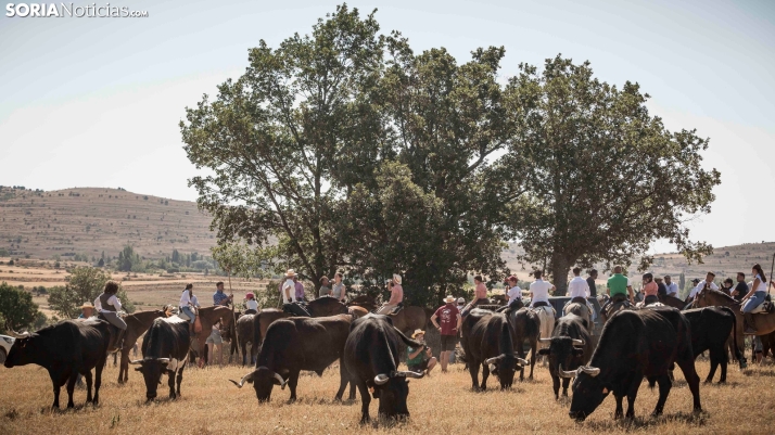 EN FOTOS | Gallinero celebra su III Trashumancia bajo la atenta mirada de una gran afluencia de gente