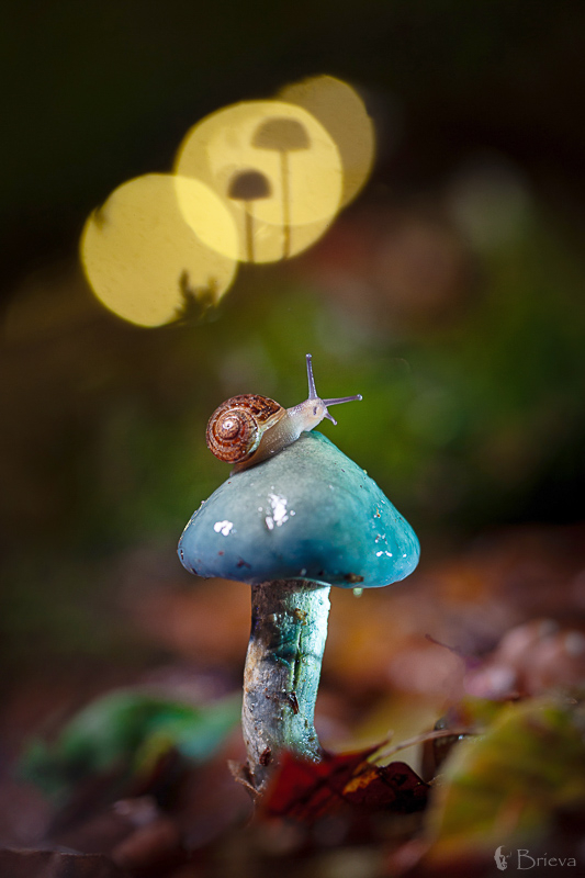 El reino de las setas y el animal se fusionan en la exposición Setas y Bichos de Javier Muñoz Brieva