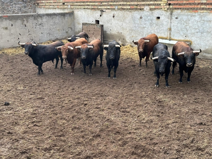 Regalamos tres entradas para ver los toros de Almazán